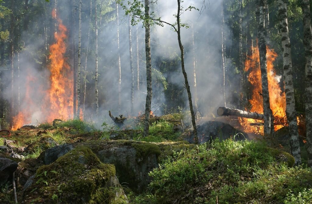 forest fire, trees, burning, forest, fire, smoke, sunlight, woods, woodland, wilderness, nature, nature reserve, båtfors, sweden, forest fire, forest fire, forest fire, forest fire, forest fire, fire, fire, fire, fire